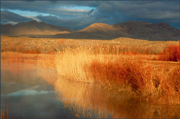 Bosque del Apache Photo 01